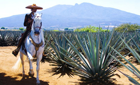 pueblo tequila jalisco