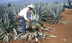 blue agave cactus tequila